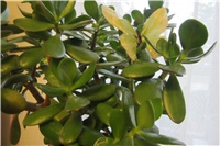 e70a9d21-krassula (2).JPG